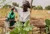 Eine Frau kümmert sich im Rahmen eines Ernaehrungssicherungs-Projekt in Ganyiel (Süd Sudan) um einen Garten. 